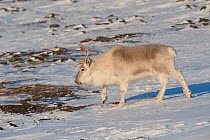 Svalbard reindeer (Rangifer tarandus platyrhynchus) in snow, Longyearbyen, Spitsbergen, Svalbard, Norway, April.