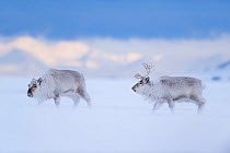 Svalbard reindeer (Rangifer tarandus platyrhynchus) two in wind blown snow, Longyearbyen, Spitsbergen, Svalbard, Norway, April.