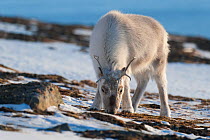 Svalbard reindeer (Rangifer tarandus platyrhynchus) grazing, Longyearbyen, Spitsbergen, Svalbard, Norway, April.