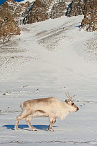 Svalbard reindeer (Rangifer tarandus platyrhynchus) Longyearbyen, Spitsbergen, Svalbard, Norway, April.