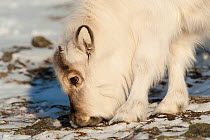 Svalbard reindeer (Rangifer tarandus platyrhynchus) grazing, Longyearbyen, Spitsbergen, Svalbard, Norway, April.