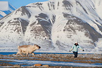 Woman walking on coast with Svalbard reindeer (Rangifer tarandus platyrhynchus) Longyearbyen, Spitsbergen, Svalbard, Norway, April.