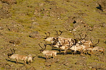 Reindeer (Rangifer tarandus) herd, Djupivogur, Iceland, June.