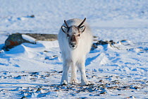 Svalbard reindeer (Rangifer tarandus platyrhynchus) Longyearbyen, Spitsbergen, Svalbard, Norway