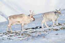 Svalbard reindeer (Rangifer tarandus platyrhynchus) two, Longyearbyen, Spitsbergen, Svalbard, Norway, April.