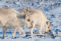 Svalbard reindeer (Rangifer tarandus platyrhynchus)  two grazing, Longyearbyen, Spitsbergen, Svalbard, Norway, April.