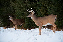 White-tailed deer (Odocoileus virginianus) captive at Omega Park, Quebec, Canada. Occurs across the Americas.