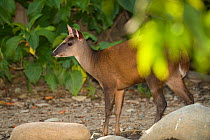 Red brocket deer (Mazama americana). Captive in Santa Fe Zoological Park, Colombia. occurs in South America.