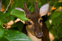 Red brocket deer (Mazama americana). Captive in Santa Fe Zoological Park, Colombia. Occurs in South America.