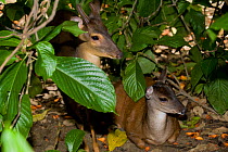Red brocket deer (Mazama americana) and Amazonian brocket deer (Mazama nemorivaga) Captive in Santa Fe Zoological Park, Colombia. Occurs in South America.