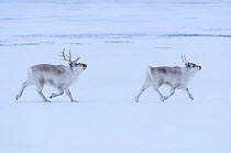 Svalbard reindeer (Rangifer tarandus platyrhynchus) two walking, Longyearbyen, Spitsbergen, Svalbard, Norway, April.