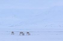 Svalbard reindeer (Rangifer tarandus platyrhynchus) group of three in snow, Longyearbyen, Spitsbergen, Svalbard, Norway, April.