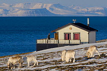 Svalbard reindeer (Rangifer tarandus platyrhynchus) herd grazing in tundra next to coastal house, Longyearbyen, Spitsbergen, Svalbard, Norway, April 2012.