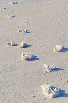 Svalbard reindeer (Rangifer tarandus platyrhynchus) foot prints in snow, Longyearbyen, Spitsbergen, Svalbard, Norway. April.