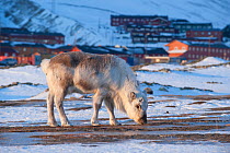 Svalbard reindeer (Rangifer tarandus platyrhynchus) grazing in front of town, Longyearbyen, Spitsbergen, Svalbard, Norway, April.