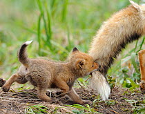 Red fox (Vulpes vulpes) cub biting tail of adult male, Kronotsky Zapovednik Nature Reserve, Kamchatka Peninsula, Russian Far East. June.