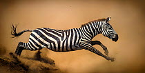 Zebra (Equus quagga) leaping during stampede, Serengeti, Tanzania. Vignette added and right edge expanded.