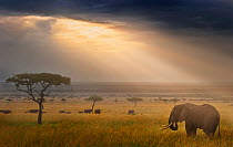 Tranquil landscape with African elephant (Loxodonta africana) and rays of sunlight at sunrise, Masai Mara, Kenya.