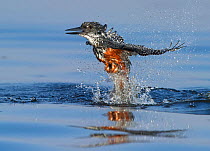 Giant Kingfisher (Megaceryle maximus) female flying out of water, Chobe River, Botswana. Small reproduction only.