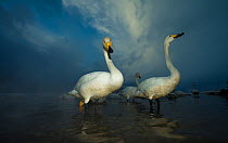 Whooper swans (Cygnus cygnus) in misty hot springs, Lake Kussharo, Hokkaido, Japan, February.