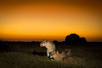 Pride of Lions (Panthera leo) on termite mound at sunset, Okavango Delta, Botswana.