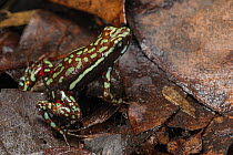 Phantasmal poison arrow frog (Epipedobates tricolor) captive, endemic to Ecuador.