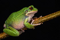 San Lucas Marsupial Frog (Gastrotheca pseustes) captive, endemic to Ecuador.