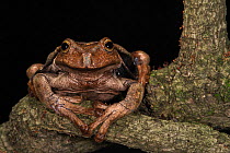 Espada's marsupial frog  (Gastrotheca testudinea) captive, occurs in Bolivia, Ecuador, and Peru.