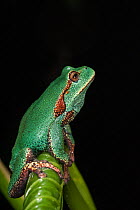 Marsupial frog (Gastrotheca orophylax) calling, captive occurs in Colombia and Ecuador.