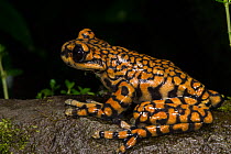 Prince Charles Stream Frog (Hyloscirtus princecharlesi) captive, endemic to Ecuador.