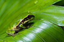 Andean Marsupial tree frog (Gastrotheca riobambae) froglet on leaf, endemic to Ecuador.