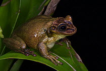 Jordan's casque-headed tree frog (Trachycephalus jordani) captive, occurs in Ecuador, Colombia, Peru.