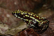 Phantasmal poison arrow frog (Epipedobates tricolor) captive, endemic to Ecuador.