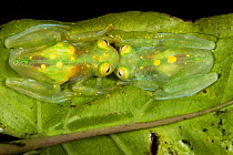 Glass frogs (Hyalinobatrachium aureoguttatum) two on leaf, captive, occurs in Ecuador, Colombia, and Panama.
