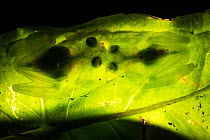 Glass frogs (Hyalinobatrachium aureoguttatum) two backlit on leaf, captive, occurs in Ecuador, Colombia, and Panama.
