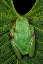 Marsupial frog (Gastrotheca orophylax) captive, occurs in Colombia and Ecuador. Endangered species.