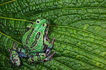 San Lucas marsupial frog (Gastrotheca pseustes) captive, endemic to Ecuadorian Andes, endangered species.