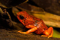 Pichincha poison arrow frog (Oophaga sylvatica) captive, occurs in Colombia and Ecuador.