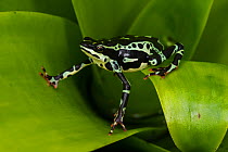 Pebas stubfoot toad (Atelopus spumarius) captive occurs in the Amazon Basin. Vulnerable species.