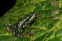 Pebas stubfoot toad (Atelopus spumarius) captive occurs in the Amazon Basin. Vulnerable species.