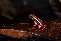 Anthony's poison arrow frog (Epipedobates anthonyi) captive, occurs in dry forests and moist lowlands in Peru and Ecuador.