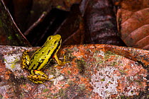 Phantasmal poison arrow frog (Epipedobates tricolor) captive, occurs in Ecuadorian Andes.