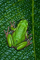 San Lucas marsupial frog (Gastrotheca pseustes) captive, occurs in Ecuadorian Andes.