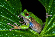 San Lucas marsupial frog (Gastrotheca pseustes) captive, occurs in Ecuadorian Andes.