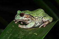 Andean marsupial tree frog (Gastrotheca riobambae) captive, endemic to Ecuadorian Andes.