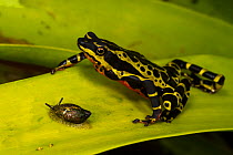 Pebas stubfoot toad / Lemon harlequin frog (Atelopus spumarius species complex) next to snail. Captive, Ecuador. Vulnerable species.