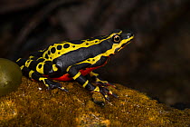 Pebas stubfoot toad / Lemon harlequin frog (Atelopus spumarius species complex) captive, Ecuador. Vulnerable species.