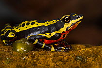 Pebas stubfoot toad / Lemon harlequin frog (Atelopus spumarius species complex) captive, Ecuador. Vulnerable species.