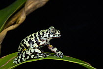 Tiger tree frog (Hyloscirtus tigrinus) captive, endemic to Ecuador.