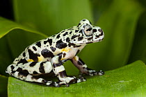 Tiger tree frog (Hyloscirtus tigrinus) captive, endemic to Ecuador.